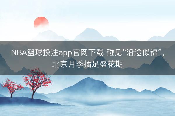 NBA篮球投注app官网下载 碰见“沿途似锦”，<a href=
